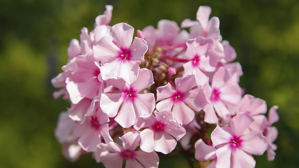 Die Flammenblume (Phlox) blüht bereits im April in strahlendem Pink.