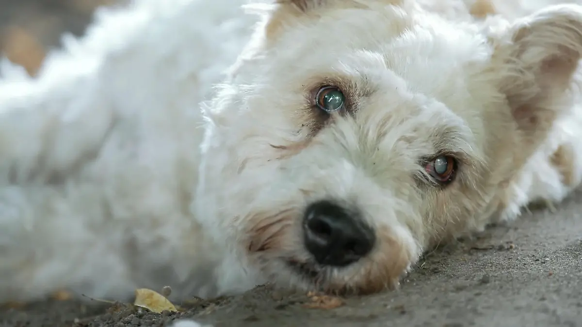 Für Ausbrecherkönig Rexi laufen die ersten Vorbereitungen aufs neue Zuhause Alles für den blinden Rexi