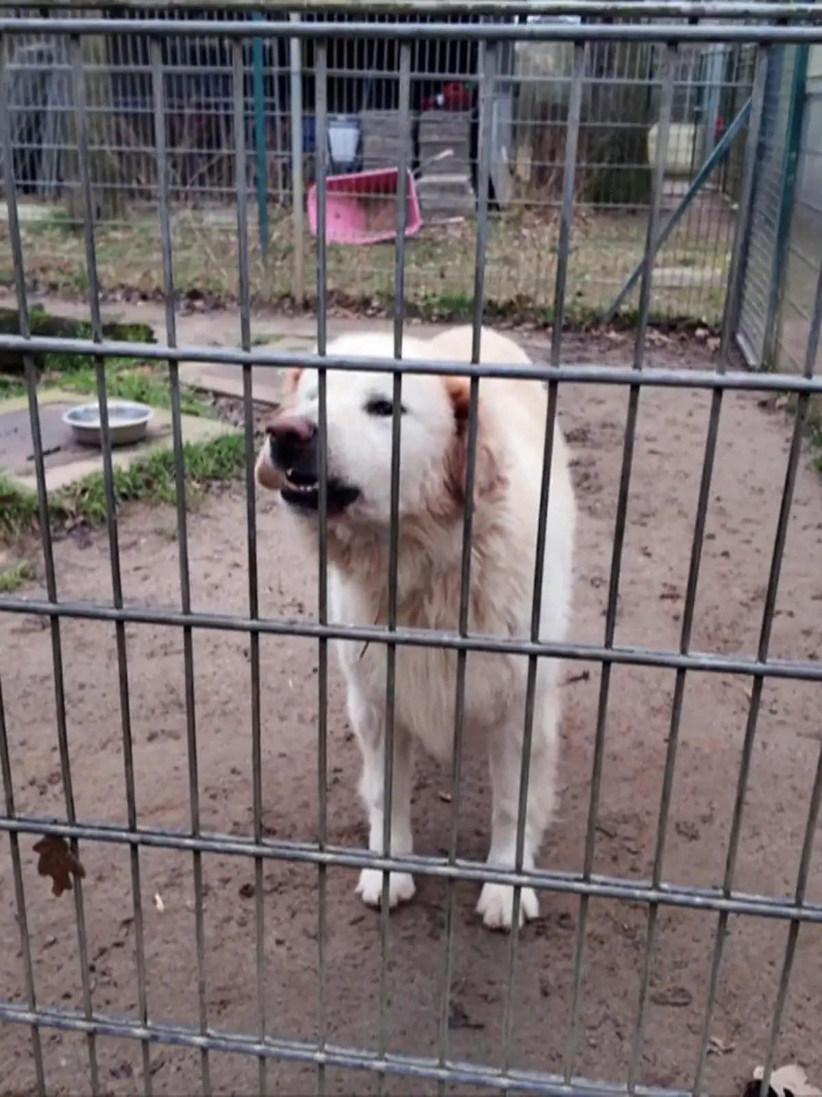 Bild zu: "Bruno wird auf seinen Auszug vorbereitet – doch wie verkraften er und Willi die Trennung?"