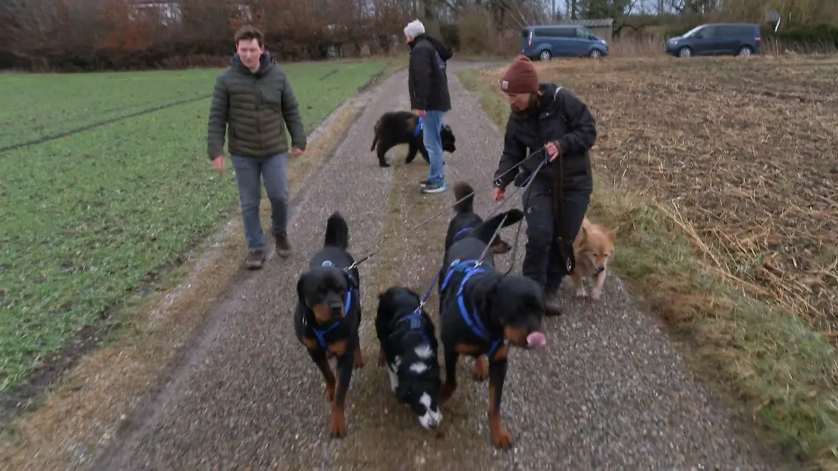 Bruno trifft auf seine neuen Hunde-Kumpels – wie fällt die erste Begegnung aus? Bruno im neuen Rudel