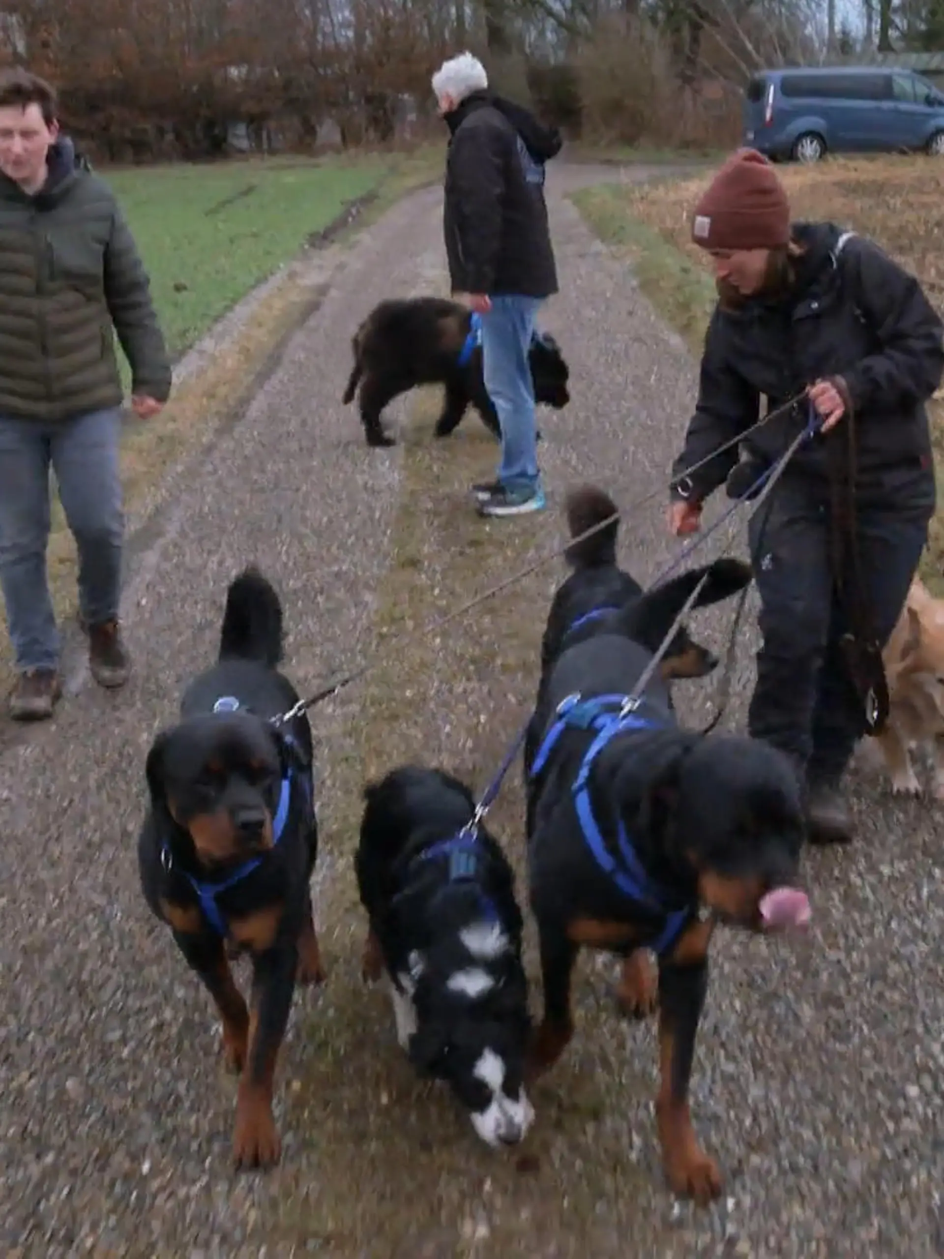Bild zu: "Bruno trifft auf seine neuen Hunde-Kumpels – wie fällt die erste Begegnung aus?"