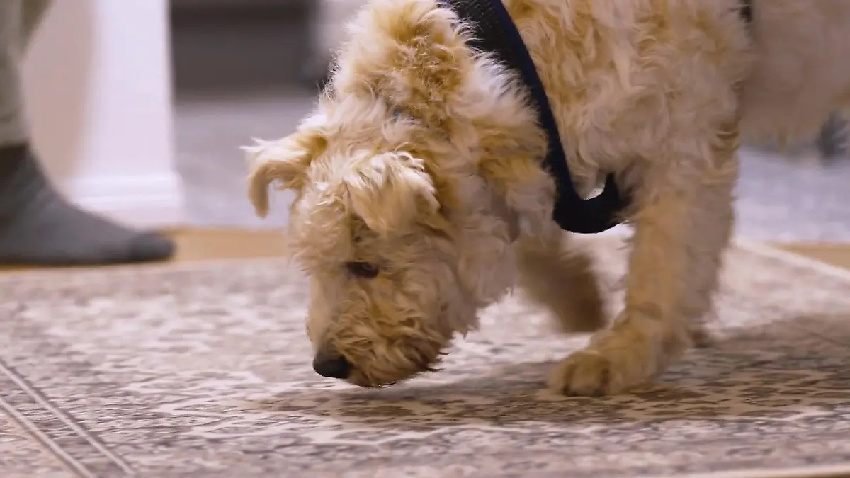 Rexis Start bei Almut und Malte – haben sie das Gespür für seinen besonderen Alltag? Rexi zuhause