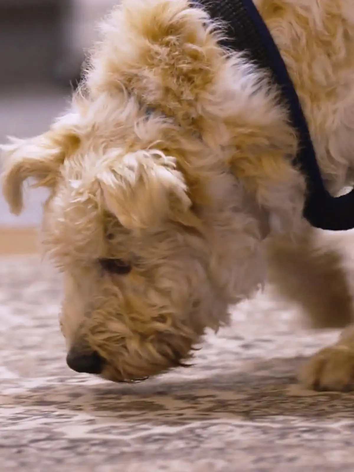 Bild zu: "Rexis Start bei Almut und Malte – haben sie das Gespür für seinen besonderen Alltag?"