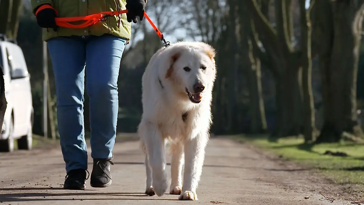 Neues Zuhause, neues Rudel – wie gut hat sich Willi schon eingelebt? Willi im Glück?