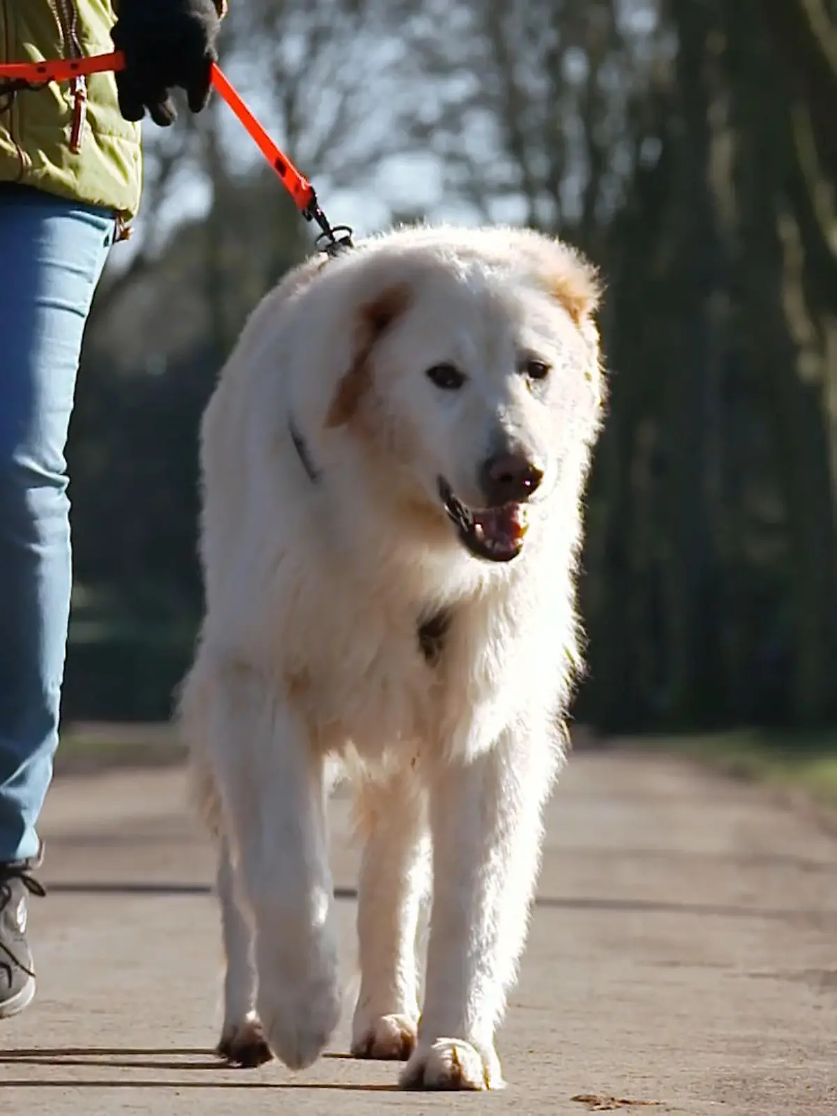 Bild zu: "Neues Zuhause, neues Rudel – wie gut hat sich Willi schon eingelebt?"