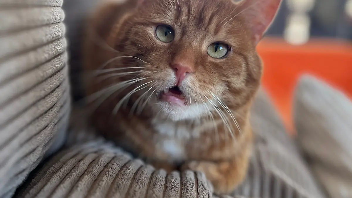 epi_1011687206___Notnase_ Kater Carlo.jpeg