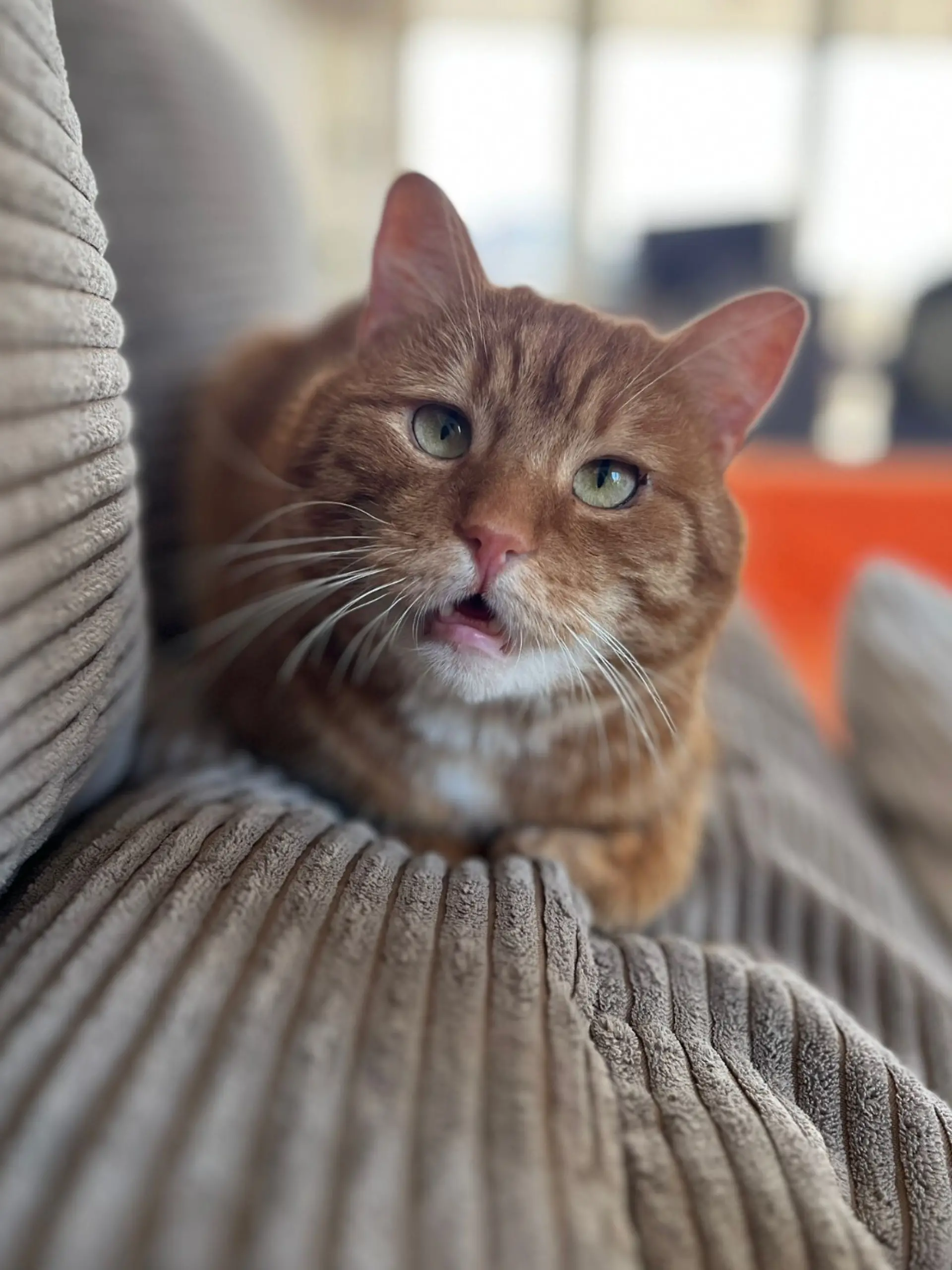 Bild zu: "Kater Carlos ist fast verhungert zusammengebrochen!"