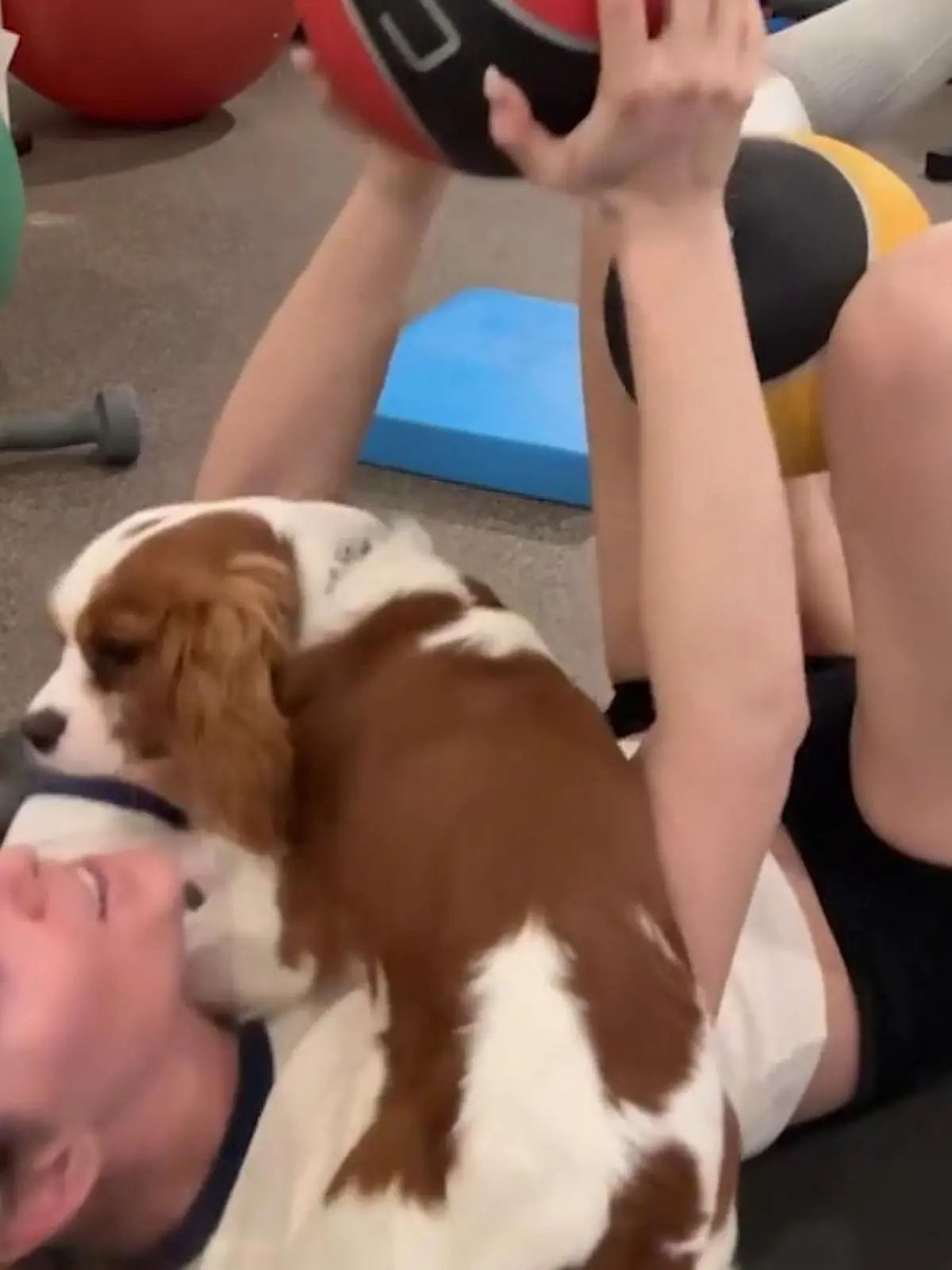 Bild zu: "Lindsey Vonn verlor fast ihr Bein! So süß hilft ihr Hund Chance zurück ins Leben"