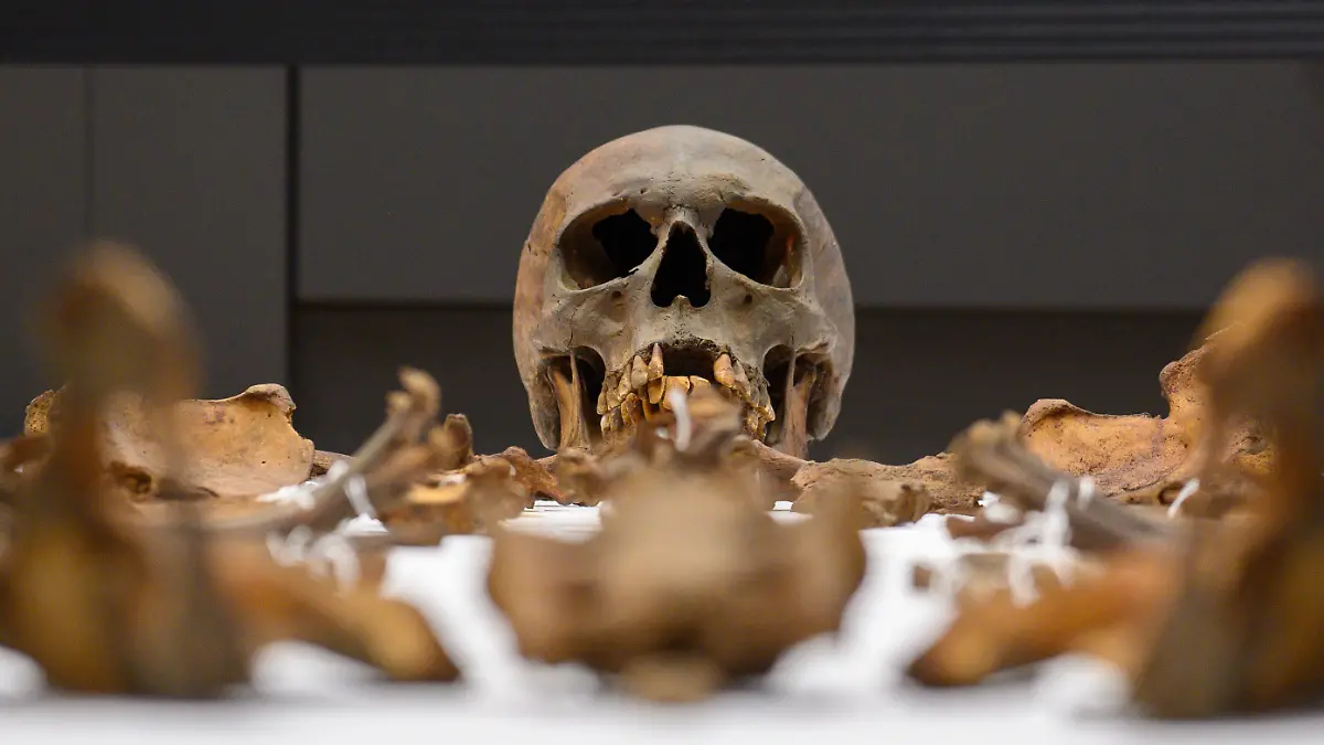 Die Gebeine Otto des Großen liegen im Hörsaal auf dem Campus der Universitätsmedizin Magdeburg auf einem Tisch. Dort fand eine Pressekonferenz der zu den Untersuchungsergebnissen am Grabmal von Otto dem Großen statt. +++ dpa-Bildfunk +++