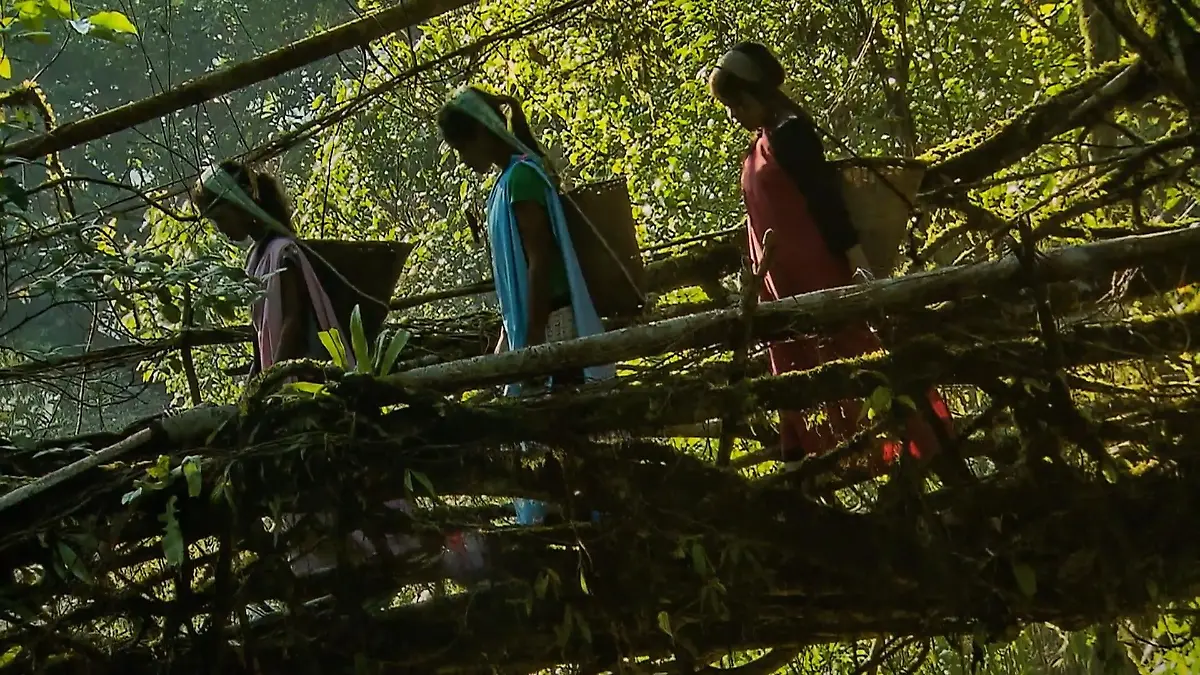 „Mythos Wald“ im Gasometer Oberhausen Neue Ausstellung