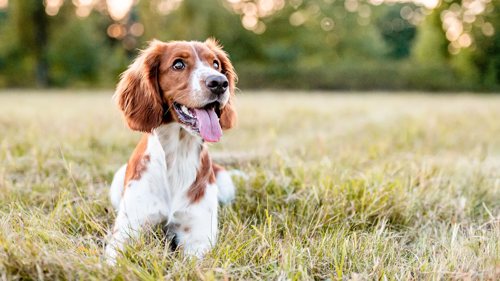 Faszination Hund – unsere besten Freunde