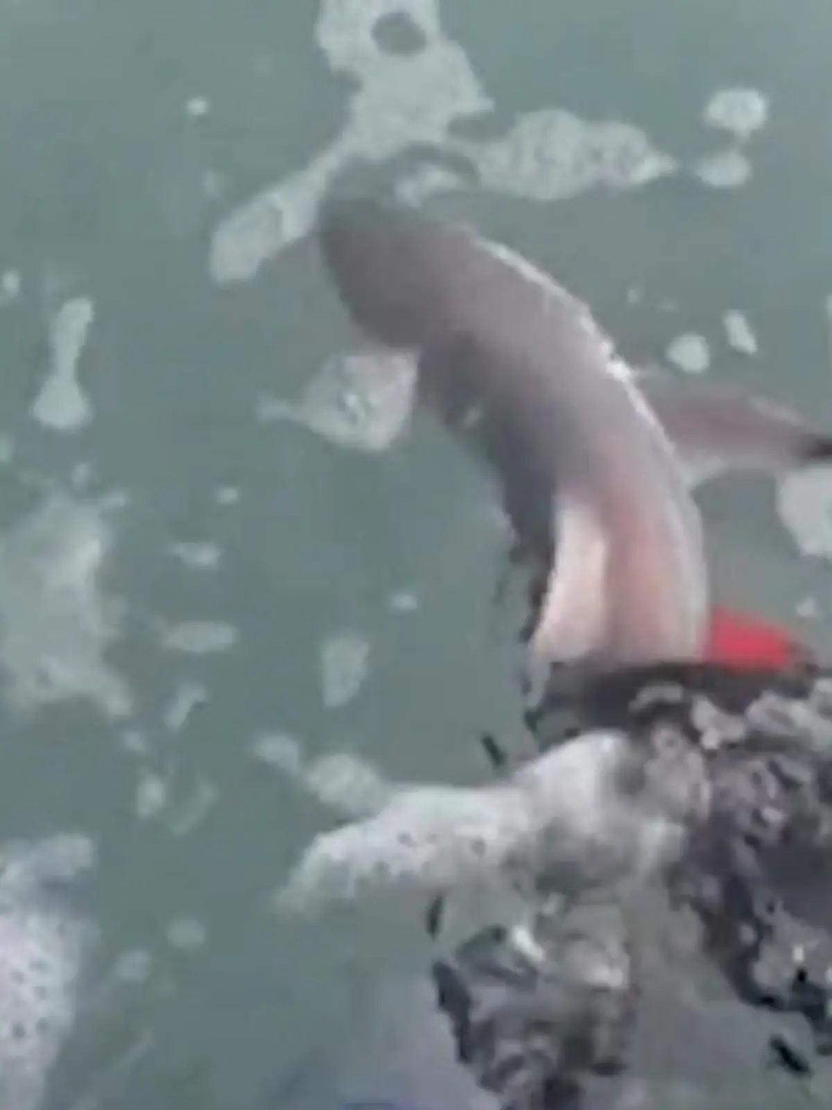 Bild zu: "Taucher retten Babys aus totem Hai – doch das Netz kritisiert sie dafür!"