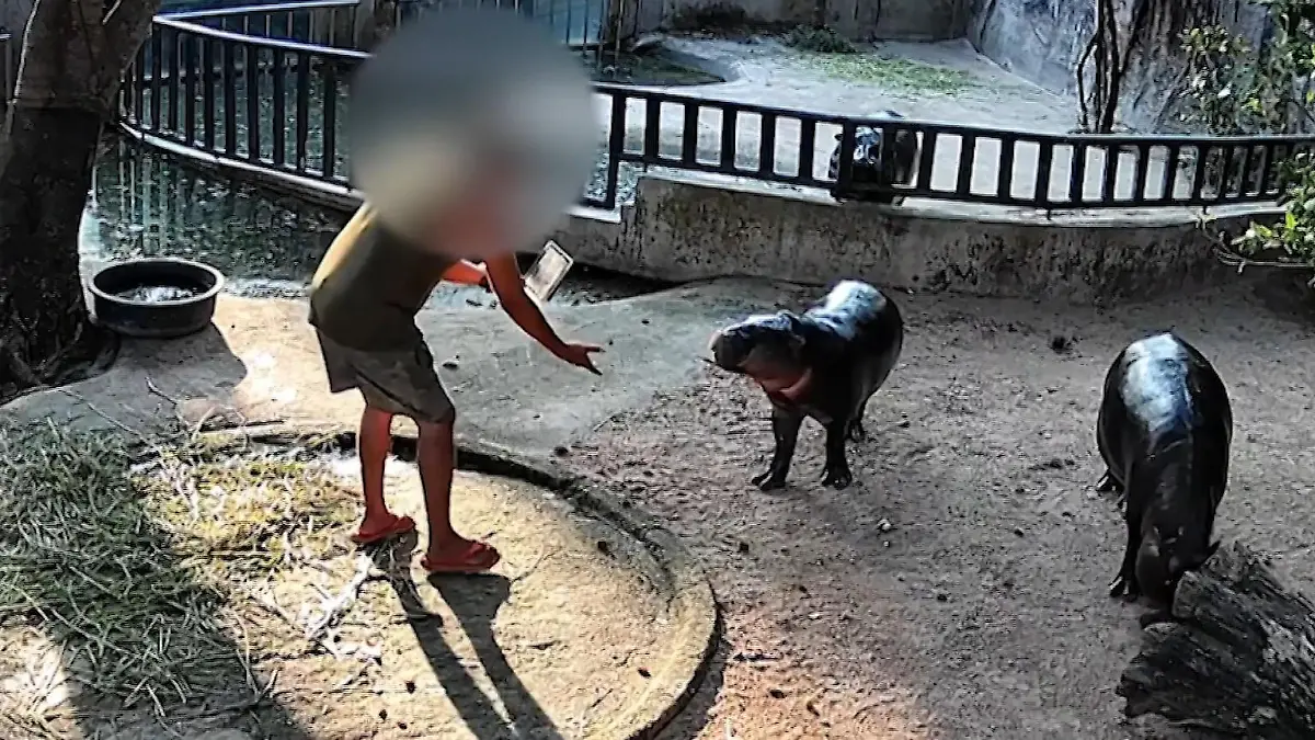 Lebensgefahr im Zoo! Mann steigt in IHR Gehege – für ein Foto! Die Ermittlungen laufen