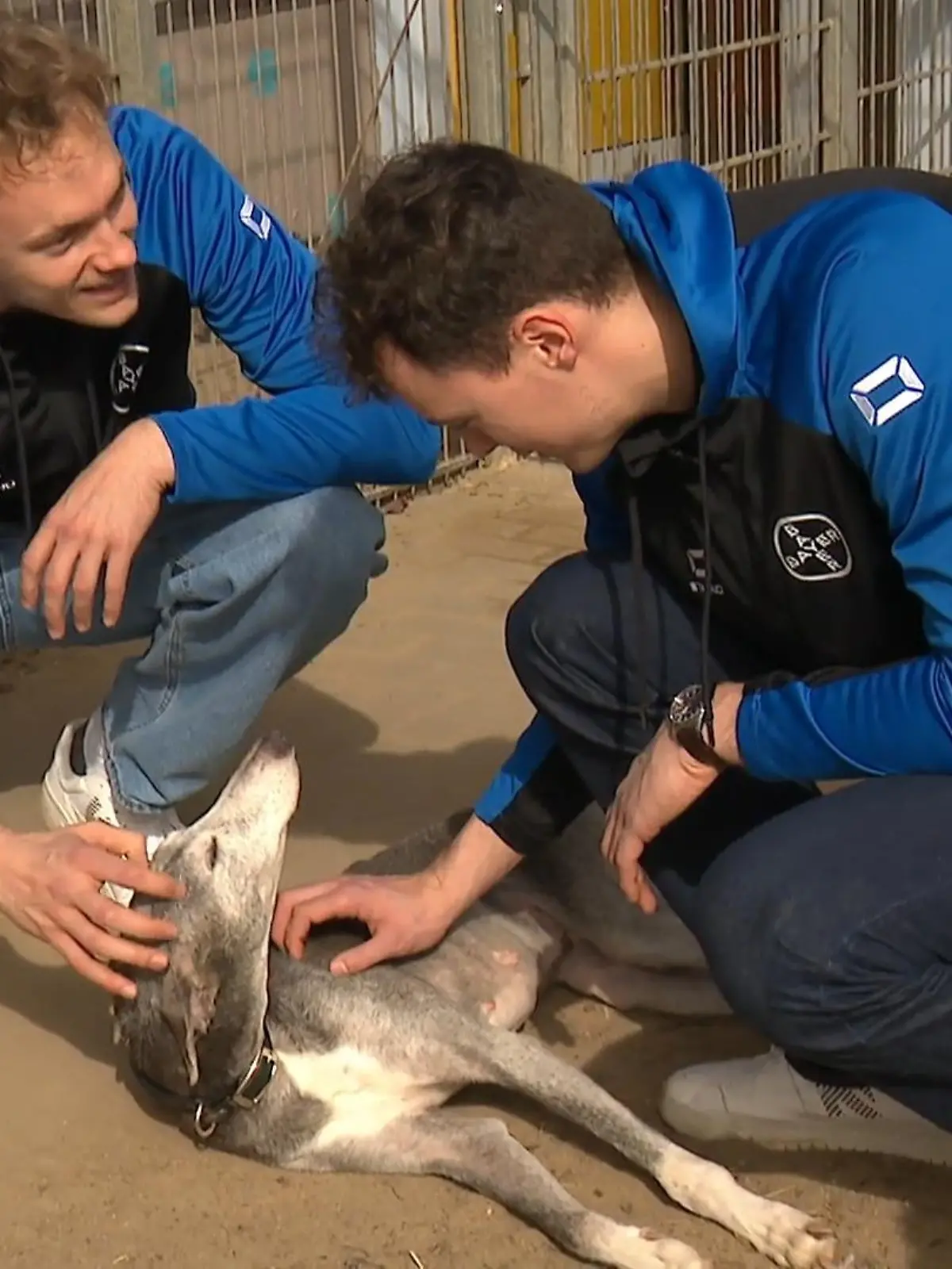 Bild zu: "Handballer setzen Zeichen für den Tierschutz"