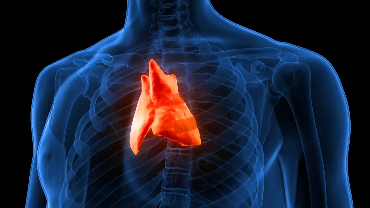 Forscher entdecken, wie wichtig der Thymus ist