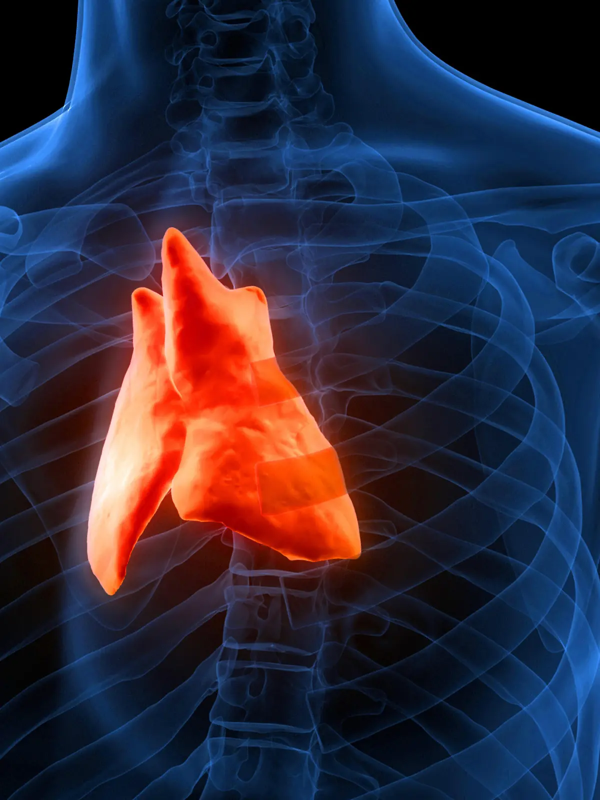 Forscher entdecken, wie wichtig der Thymus ist