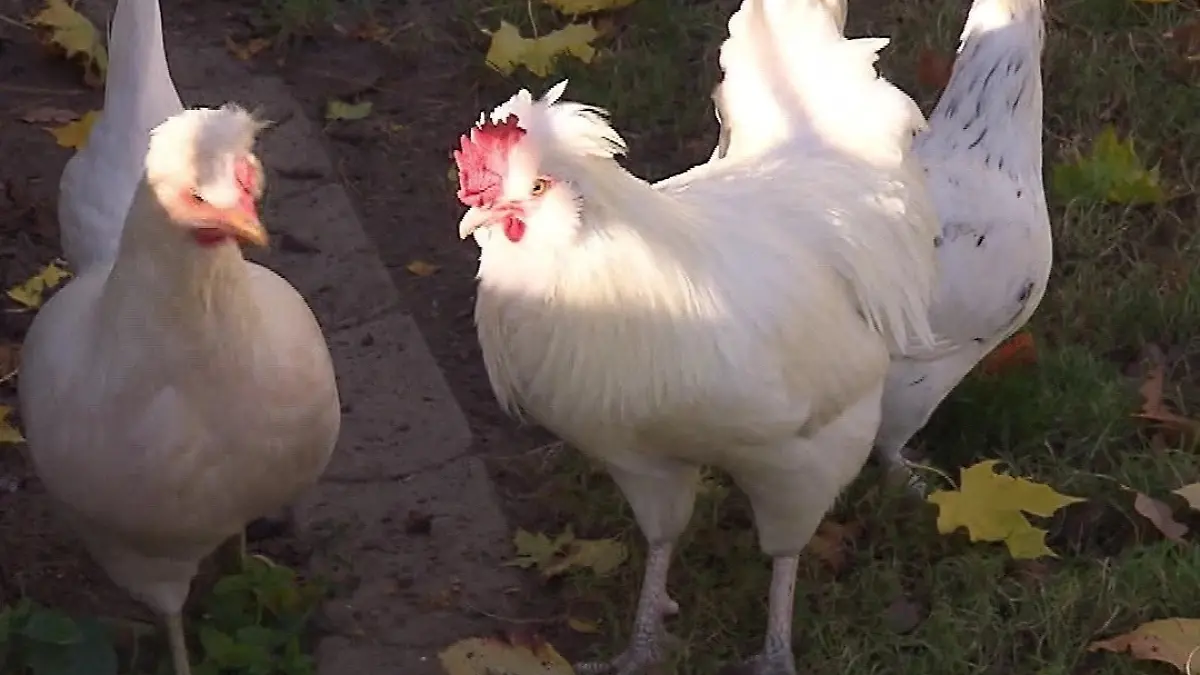 Lilias Hühner leben gefährlich