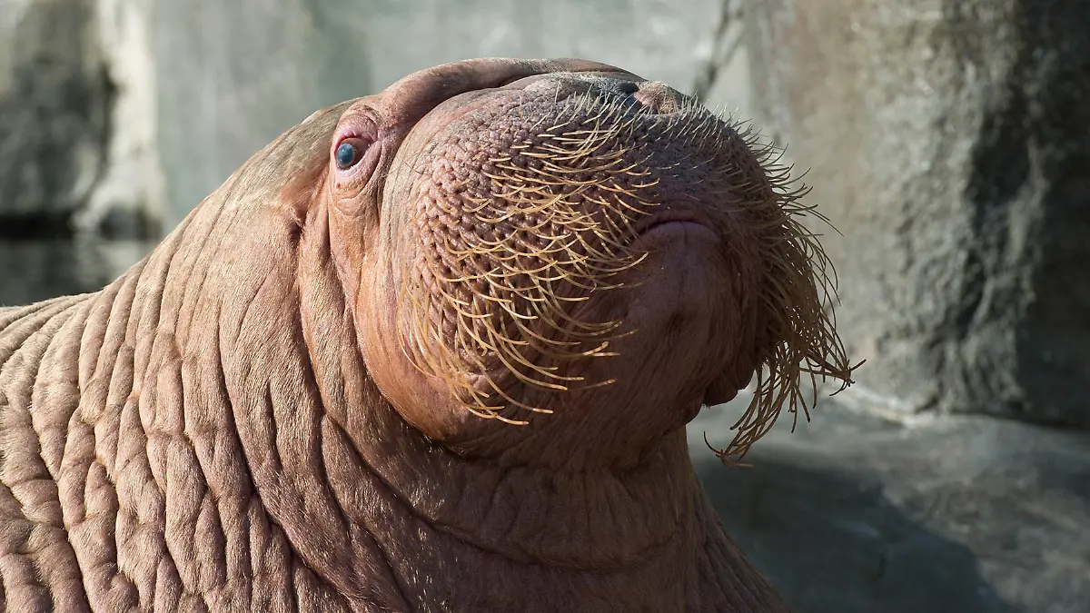 Walrossbulle Odin im Tierpark Hagenbeck