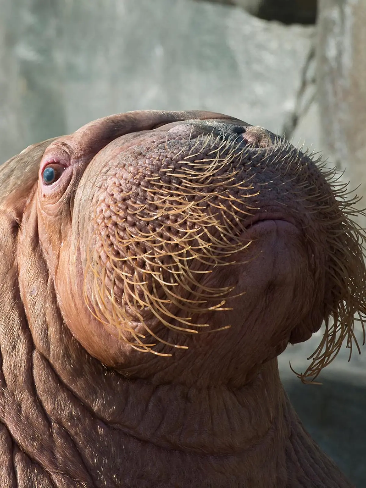 Walrossbulle Odin im Tierpark Hagenbeck
