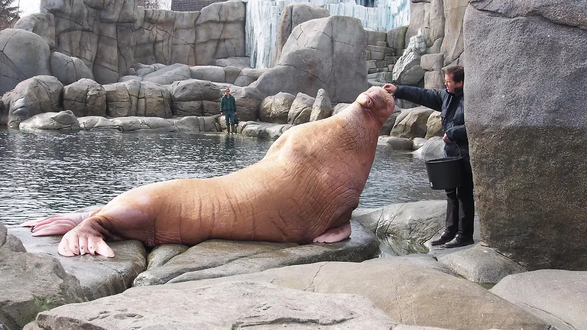 Odin wird von einem Tierpfleger gefüttert