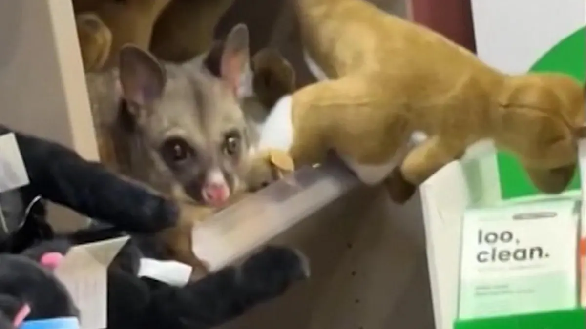 In Flughafen verirrt! Dieses Plüschtier ist nicht zum Kuscheln Kuriose Entdeckung im Duty Free