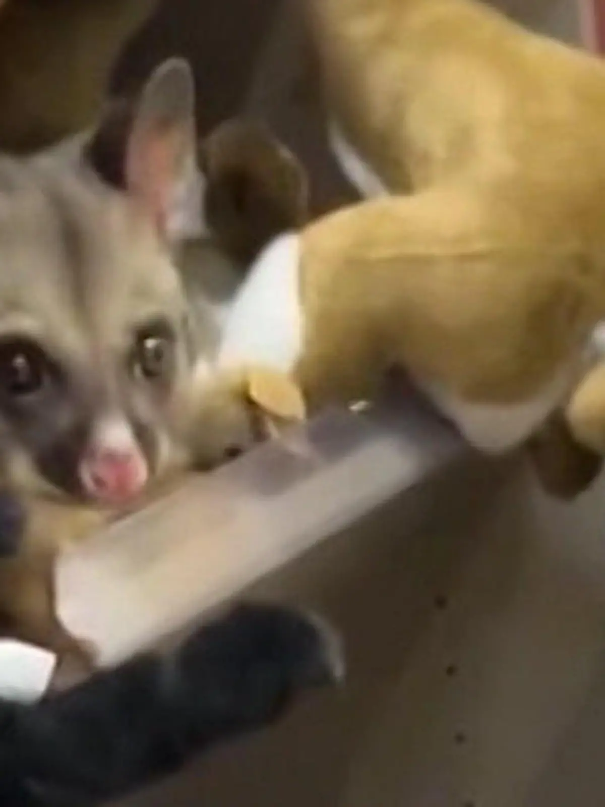 Bild zu: "In Flughafen verirrt! Dieses Plüschtier ist nicht zum Kuscheln"