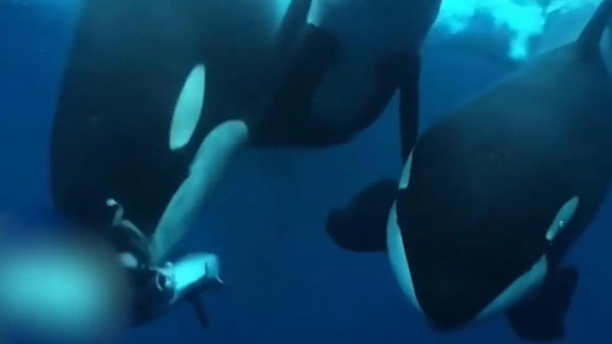Seltene Aufnahmen! Orcas fallen über Hai her – dieses Fressen fasziniert sogar Forscher! Faszinierendes Fressverhalten