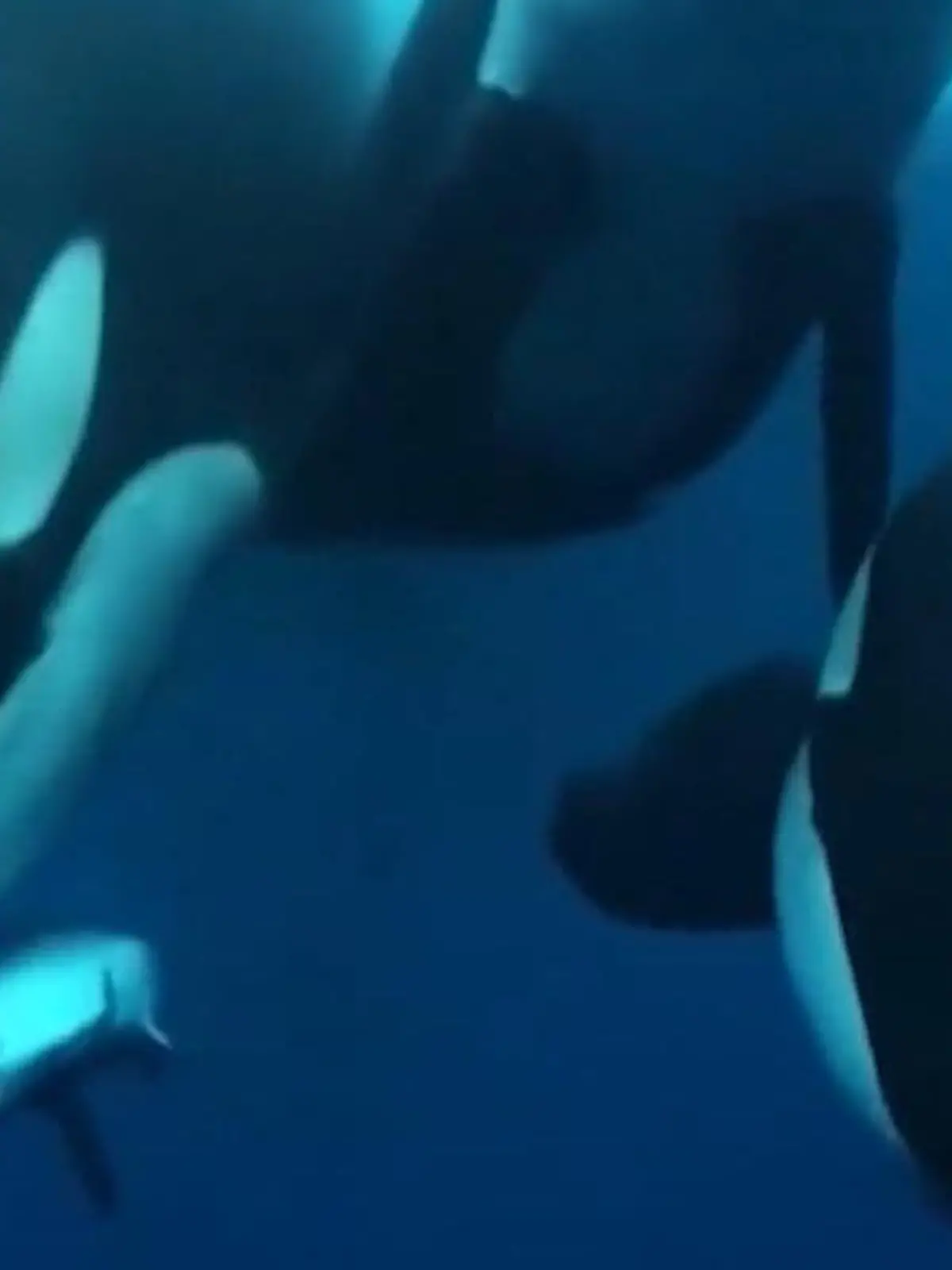 Bild zu: "Seltene Aufnahmen! Orcas fallen über Hai her – dieses Fressen fasziniert sogar Forscher!"