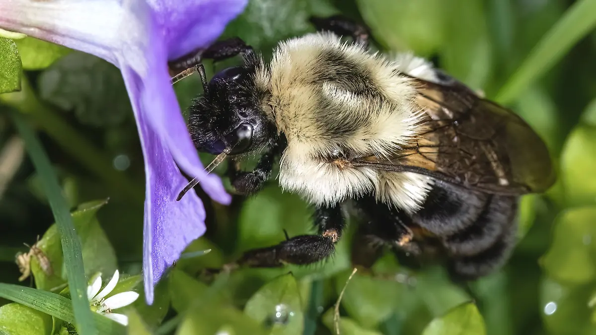 A Queen Bombus impatiens Bumble Bee having her first drink of nectar from a purple periwinkle flower after waking up from hibernation. Long Island, NY *** einer Königin Bombus impatiens Bumble Biene habend her Erste trinken des Nektar von einer lila Uferschnecke Blume nachdem wachend Aufwärts von Winterschlaf Langes Island, NY 20541163 RECORD DATE NOT STATED
