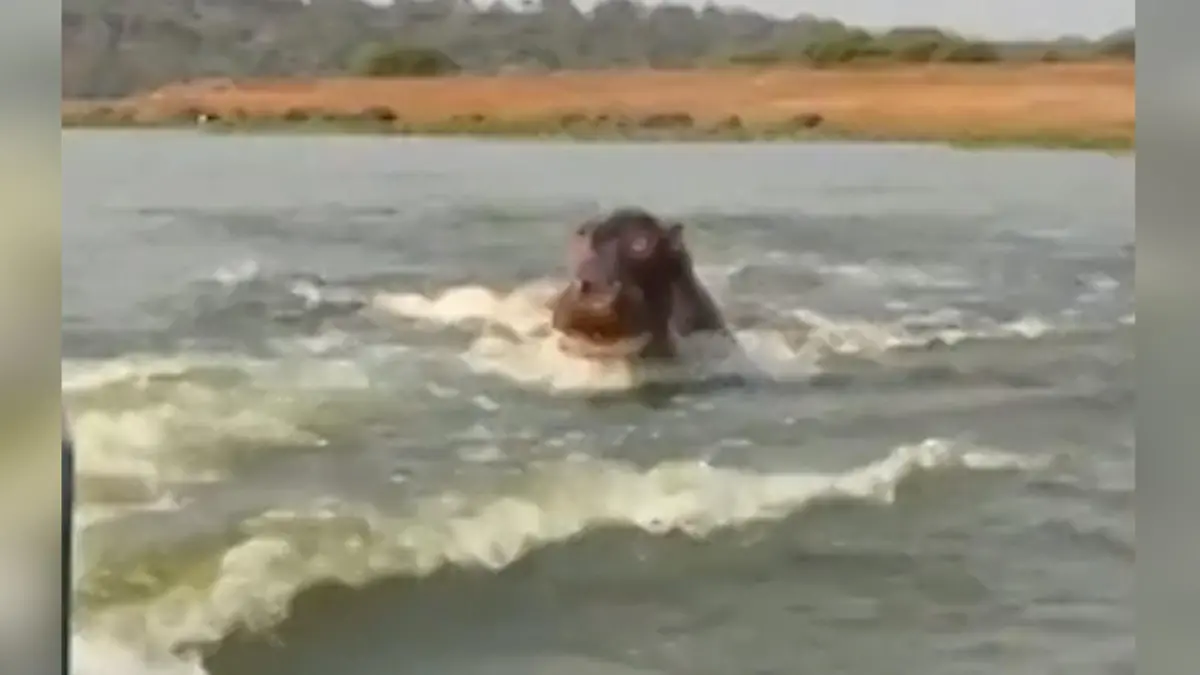 Safari nimmt erschreckende Wendung – Nilpferd greift Touri-Boot an Hippo nicht happy
