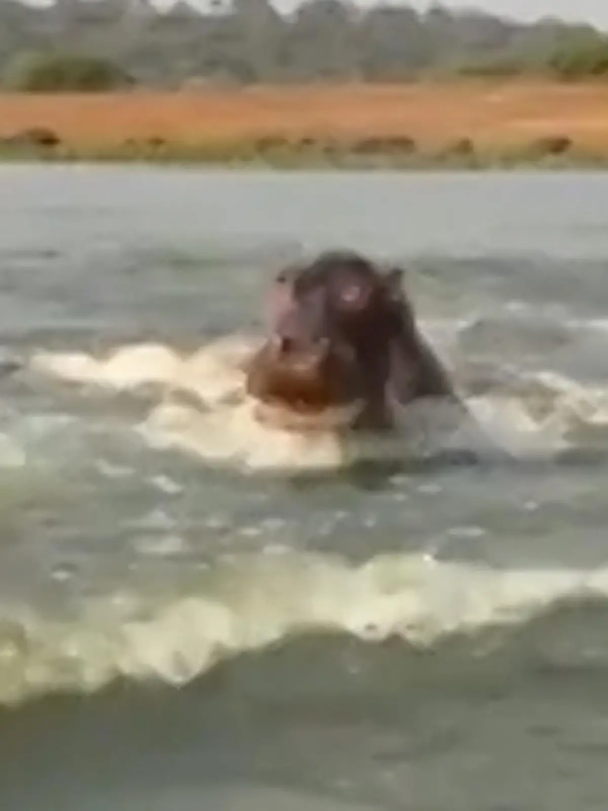 Bild zu: "Safari nimmt erschreckende Wendung – Nilpferd greift Touri-Boot an"