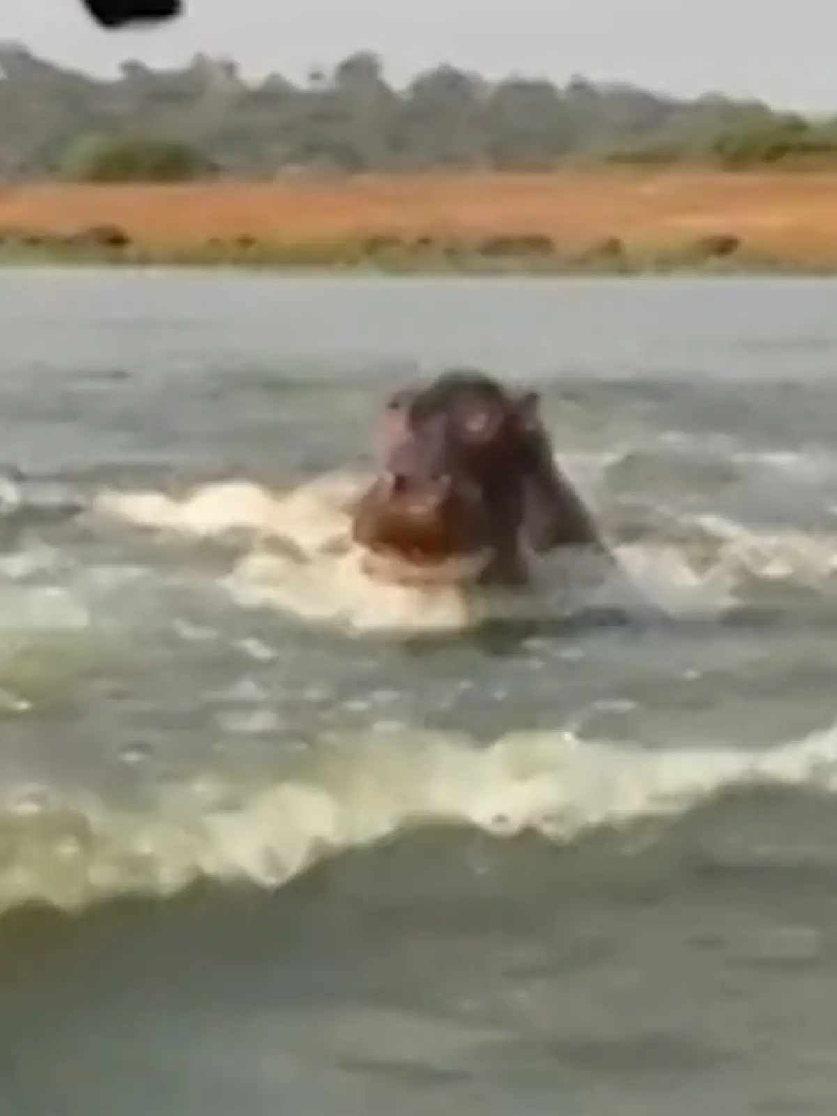 Bild zu: "Safari nimmt erschreckende Wendung – Nilpferd greift Touri-Boot an"