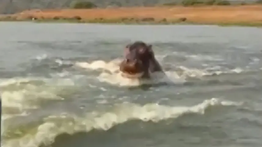 Safari nimmt erschreckende Wendung – Nilpferd greift Touri-Boot an