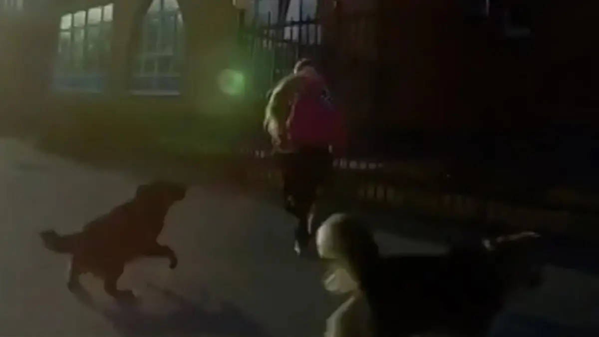 Mädchen von Hunden angegriffen – Mann lenkt Auto dazwischen! Fahrer reagiert blitzschnell