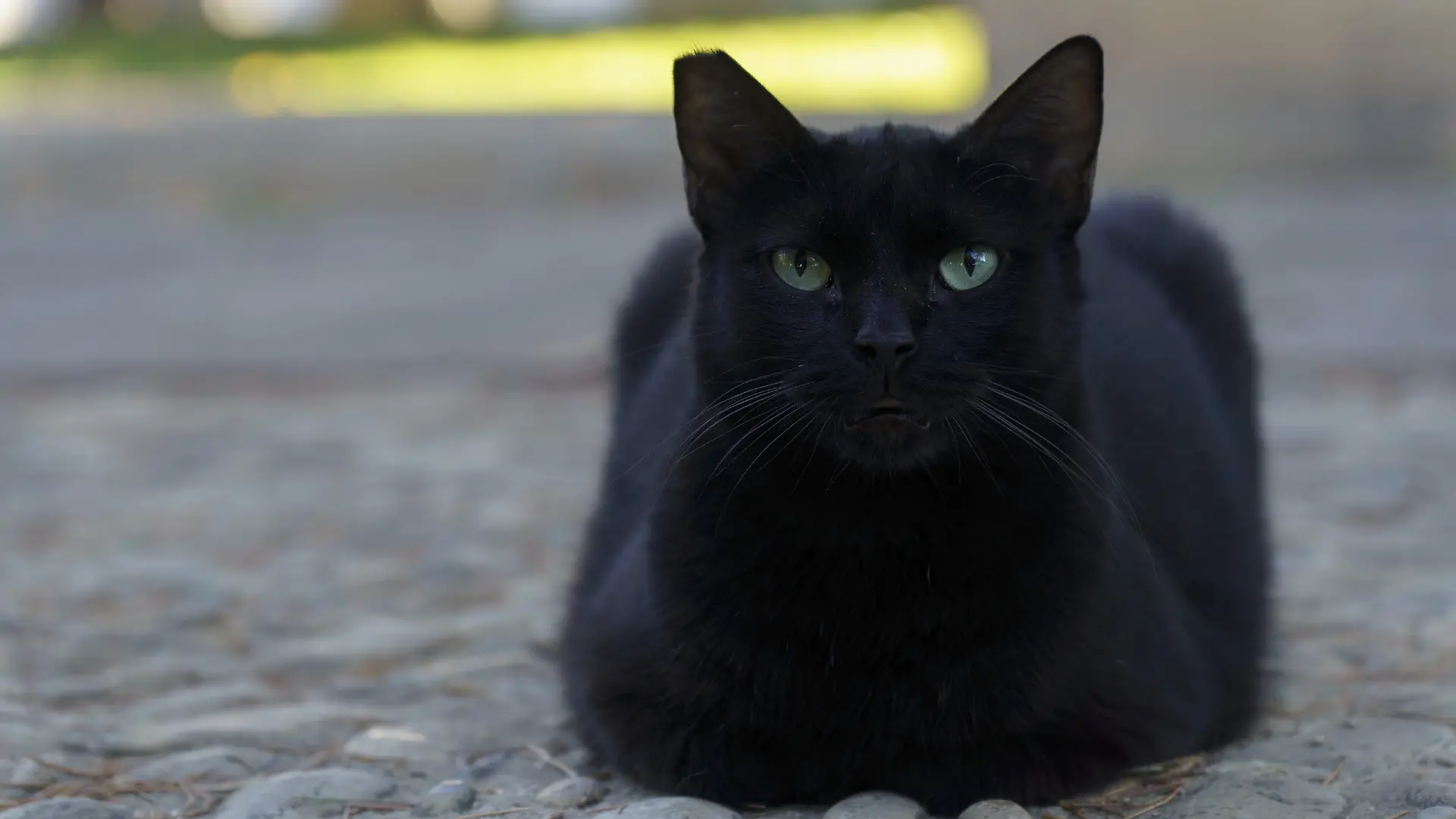 Schwarze Katze