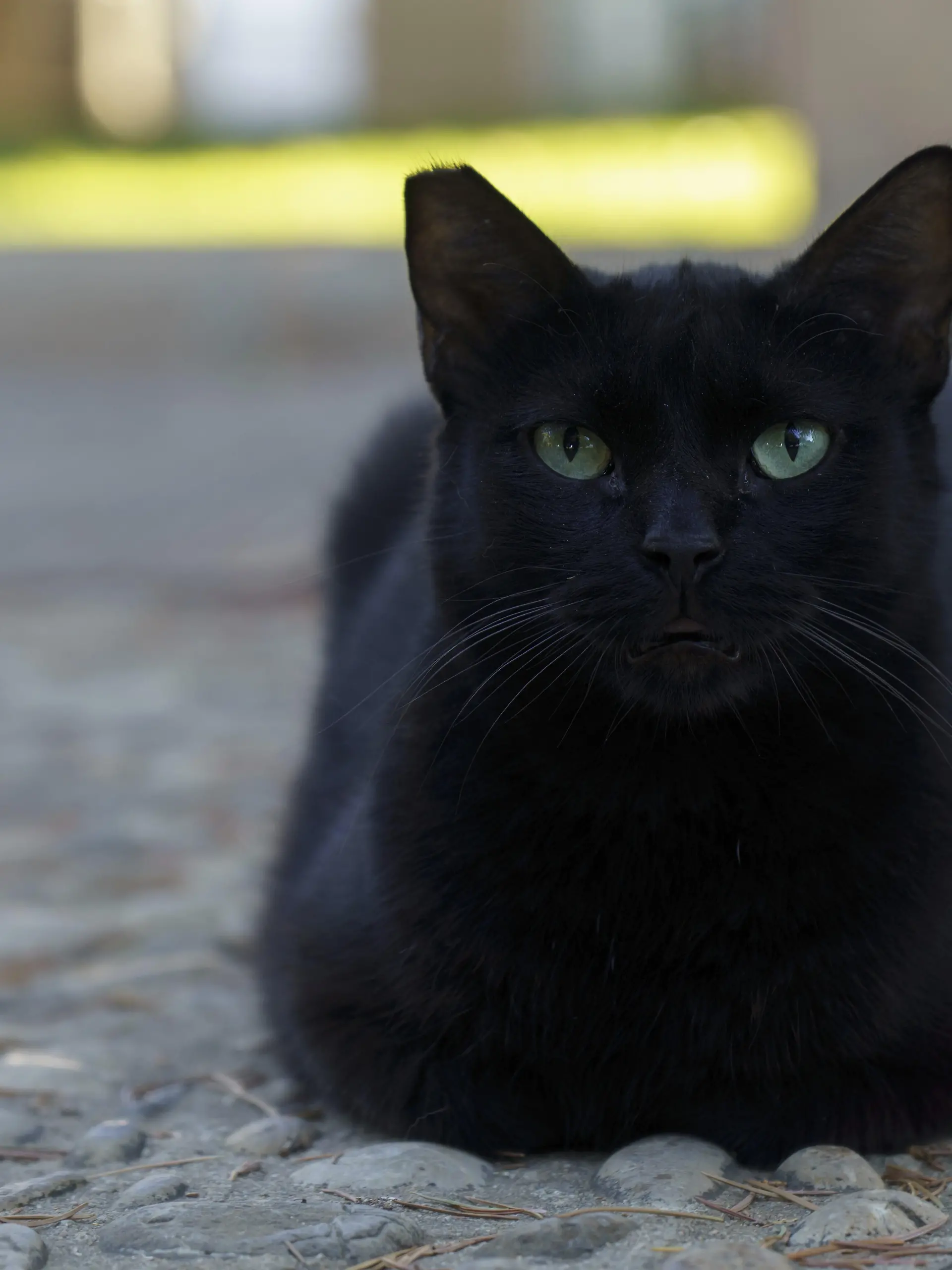 Bild zu: "Katze frisst 26 Haargummis: Not-OP rettet ihr das Leben"