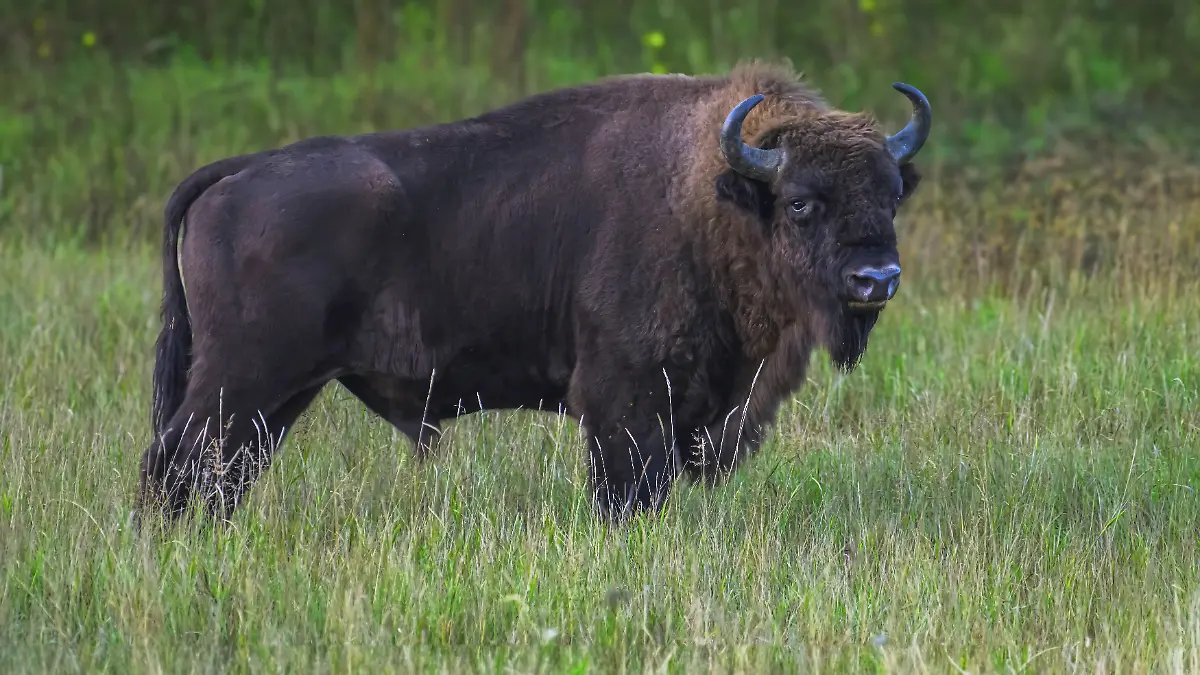 Schock in Polen: Zug rast in Herde! Drei Wildbisons sterben