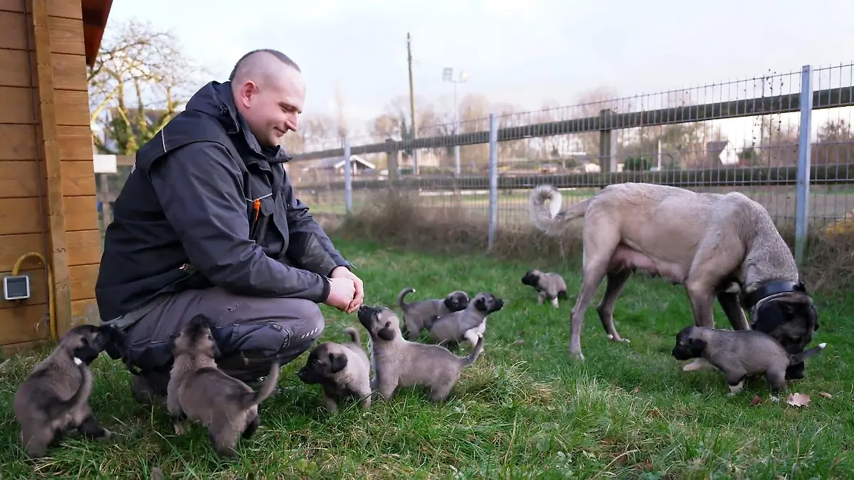 Neun Welpen wirbeln das Tierheim auf Kangal-Wunder von Bremen