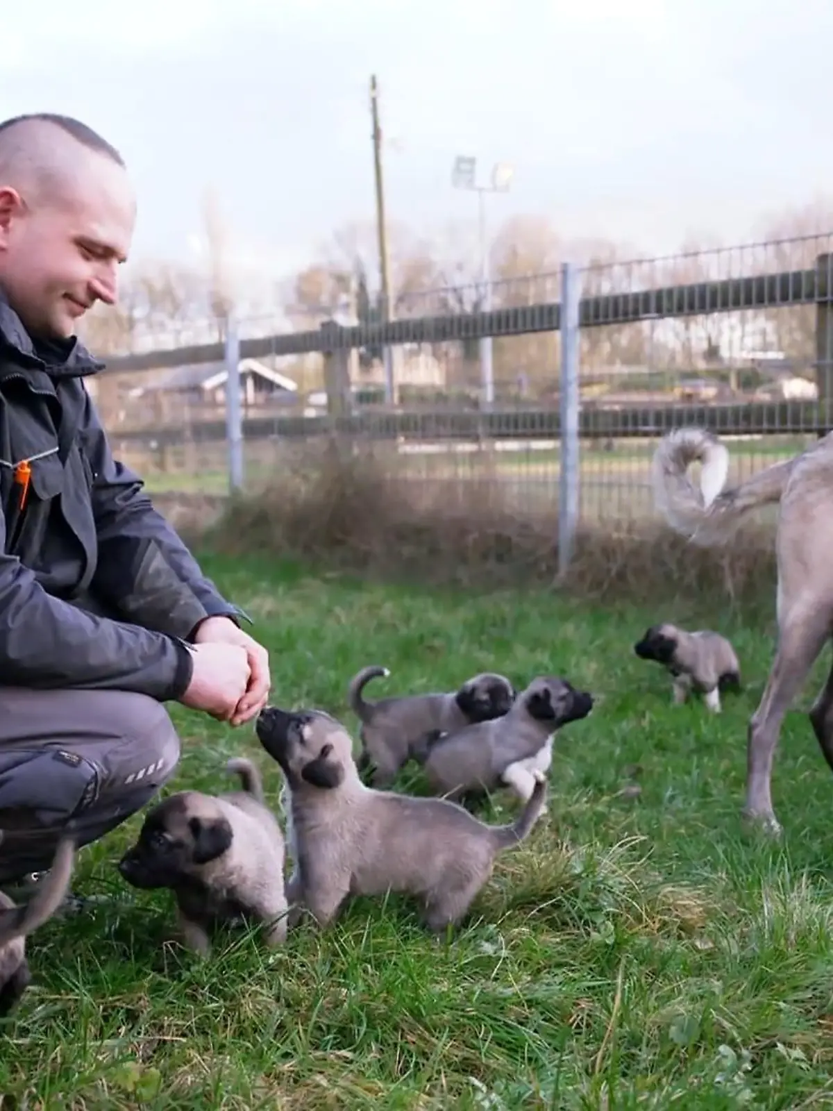 Bild zu: "Neun Welpen wirbeln das Tierheim auf"