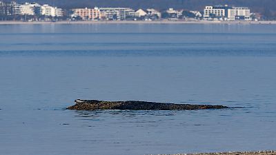 Wal in Timmendorfer Strand gestrandet: Tier an der Ostsee lebt noch