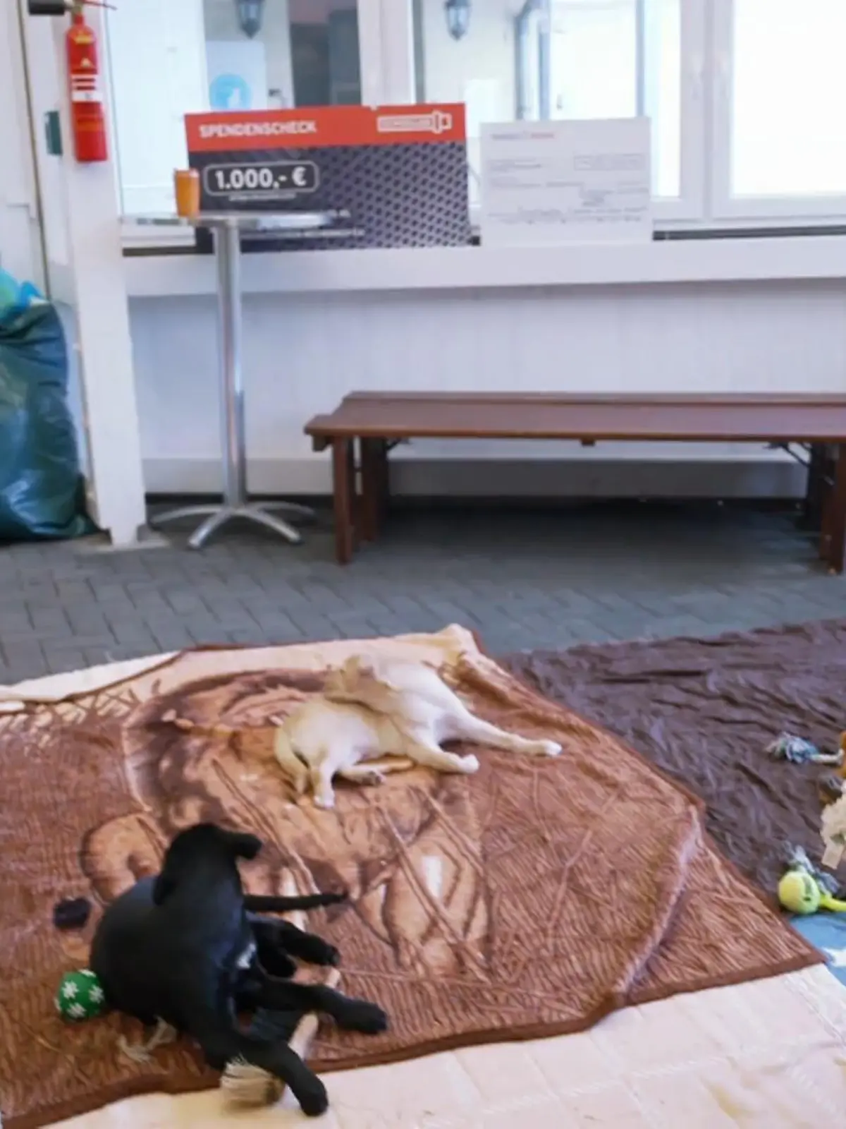 Bild zu: "Ein Handicap ist kein Hindernis"