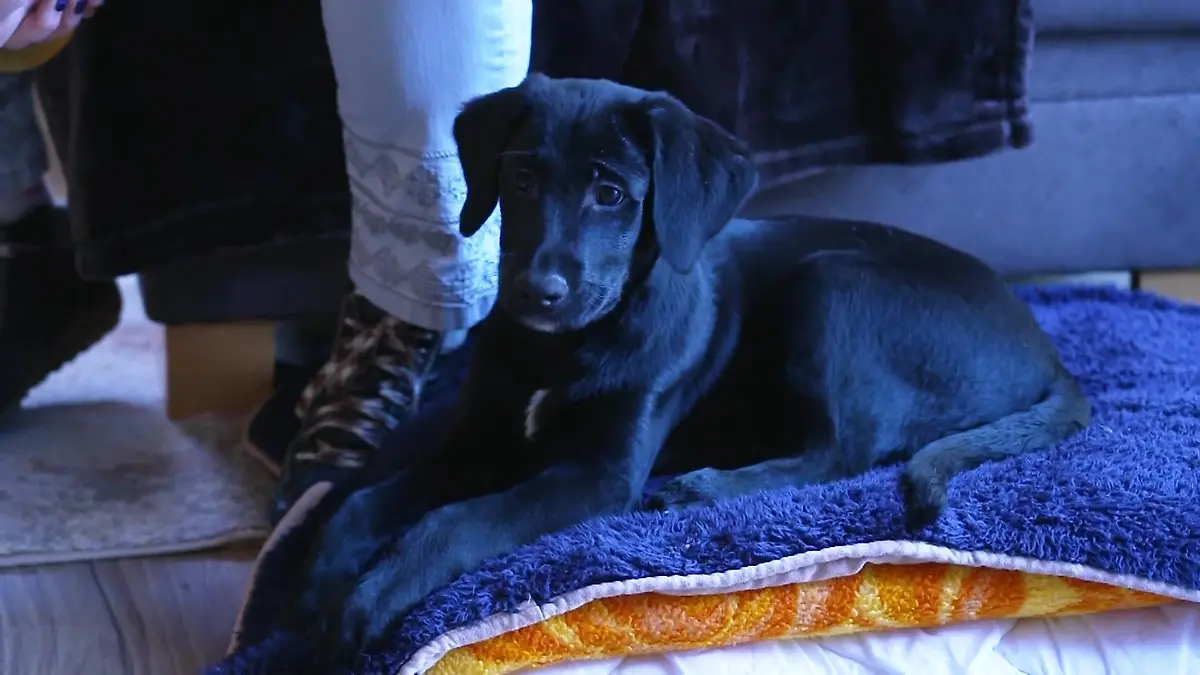 Lilly lässt das Tierheim Mechernich hinter sich Umzug in ein neues Leben