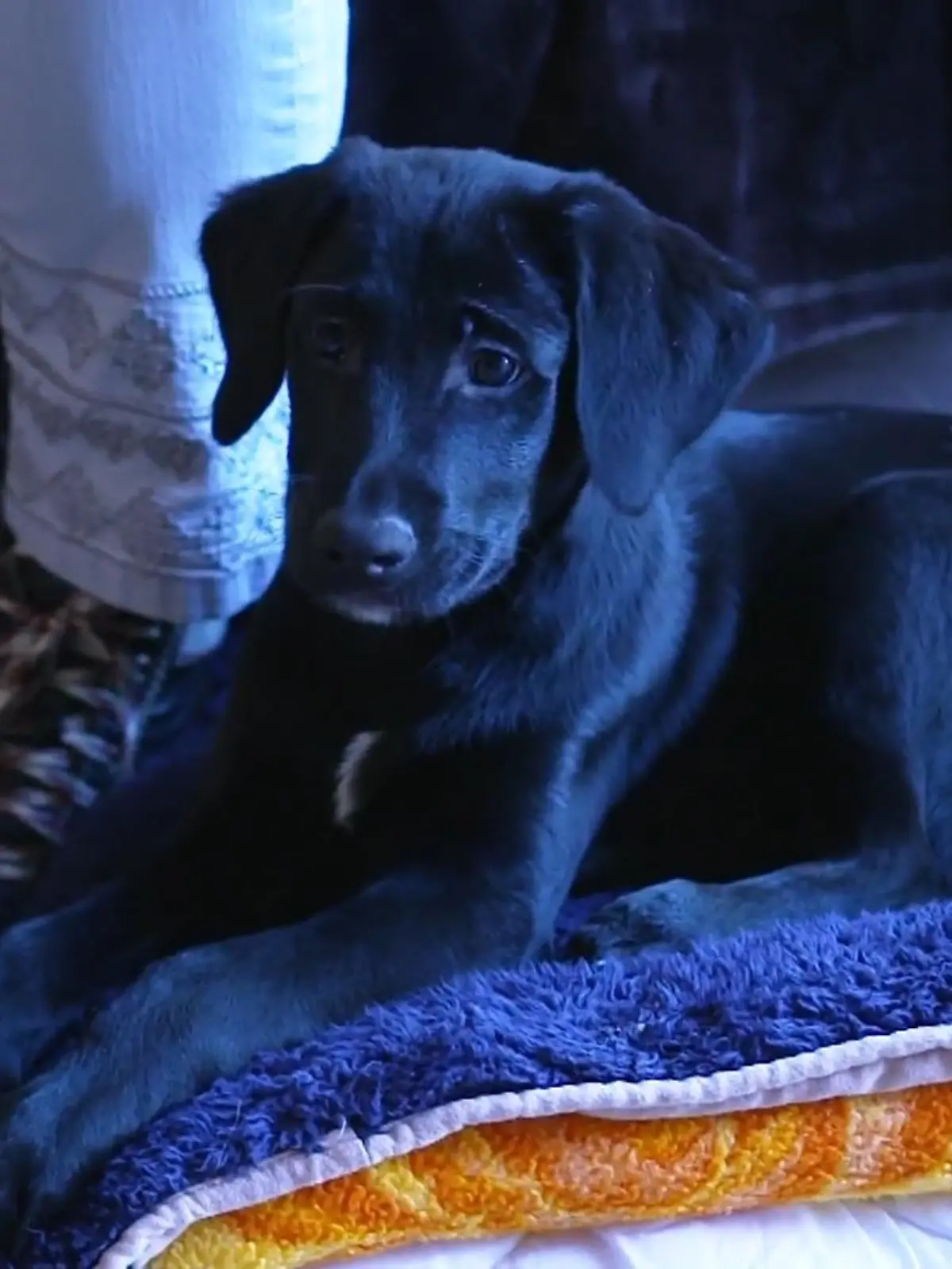 Bild zu: "Lilly lässt das Tierheim Mechernich hinter sich"