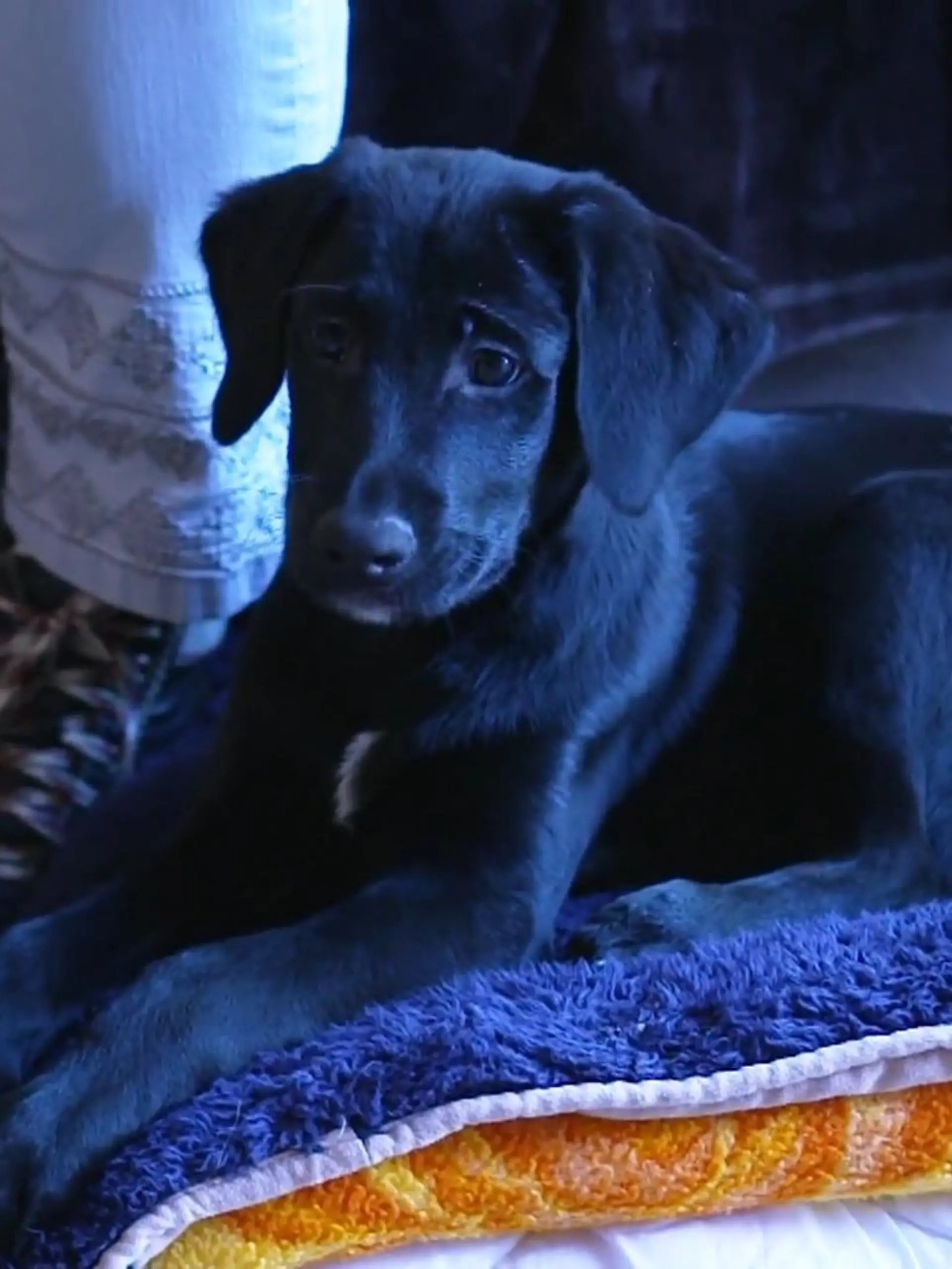 Bild zu: "Lilly lässt das Tierheim Mechernich hinter sich"