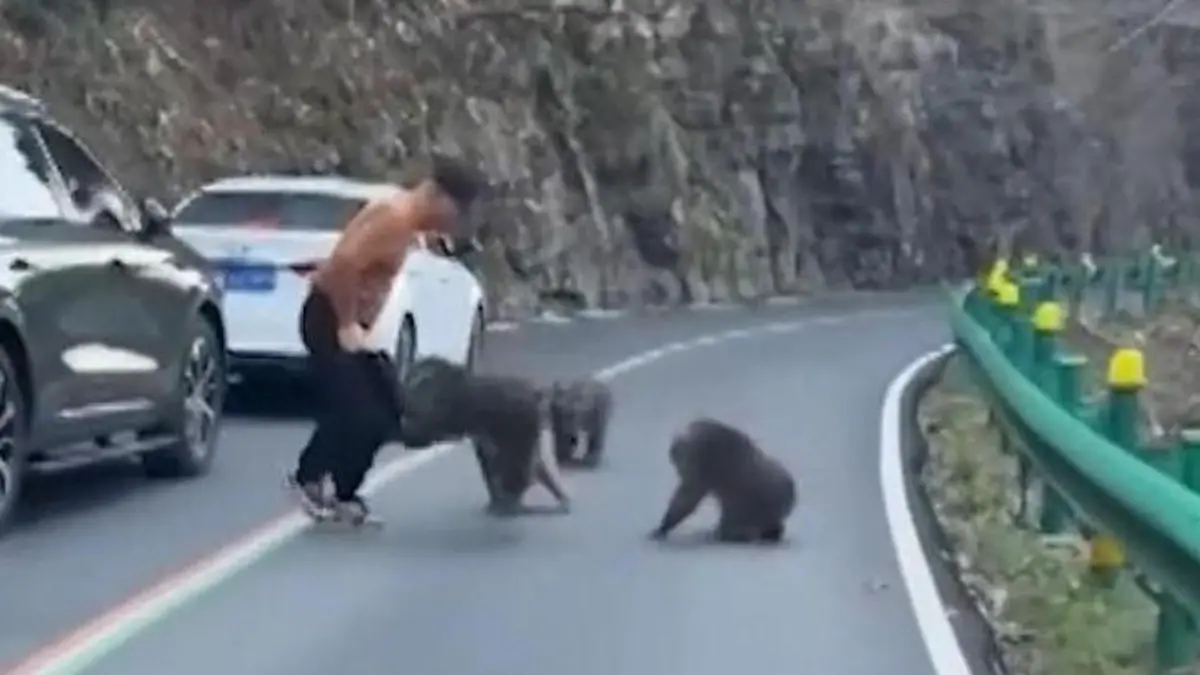 Hast du da eine Banane? Affenbande geht Touri an die Hose! Attacke unter der Gürtellinie