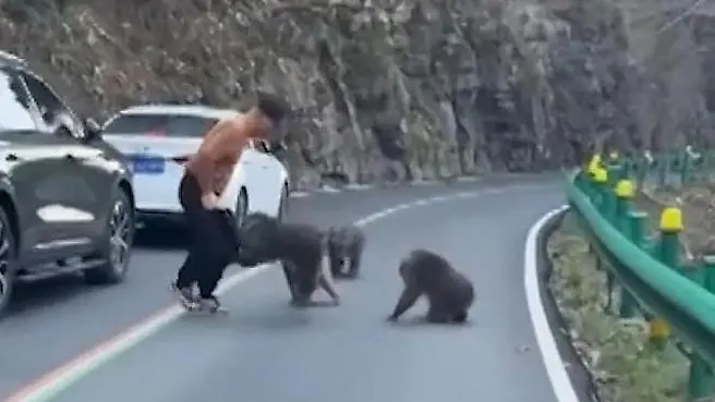 Hast du da eine Banane? Affenbande geht Touri an die Hose!