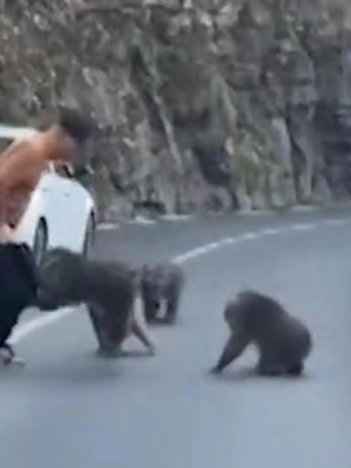 Bild zu: "Hast du da eine Banane? Affenbande geht Touri an die Hose!"