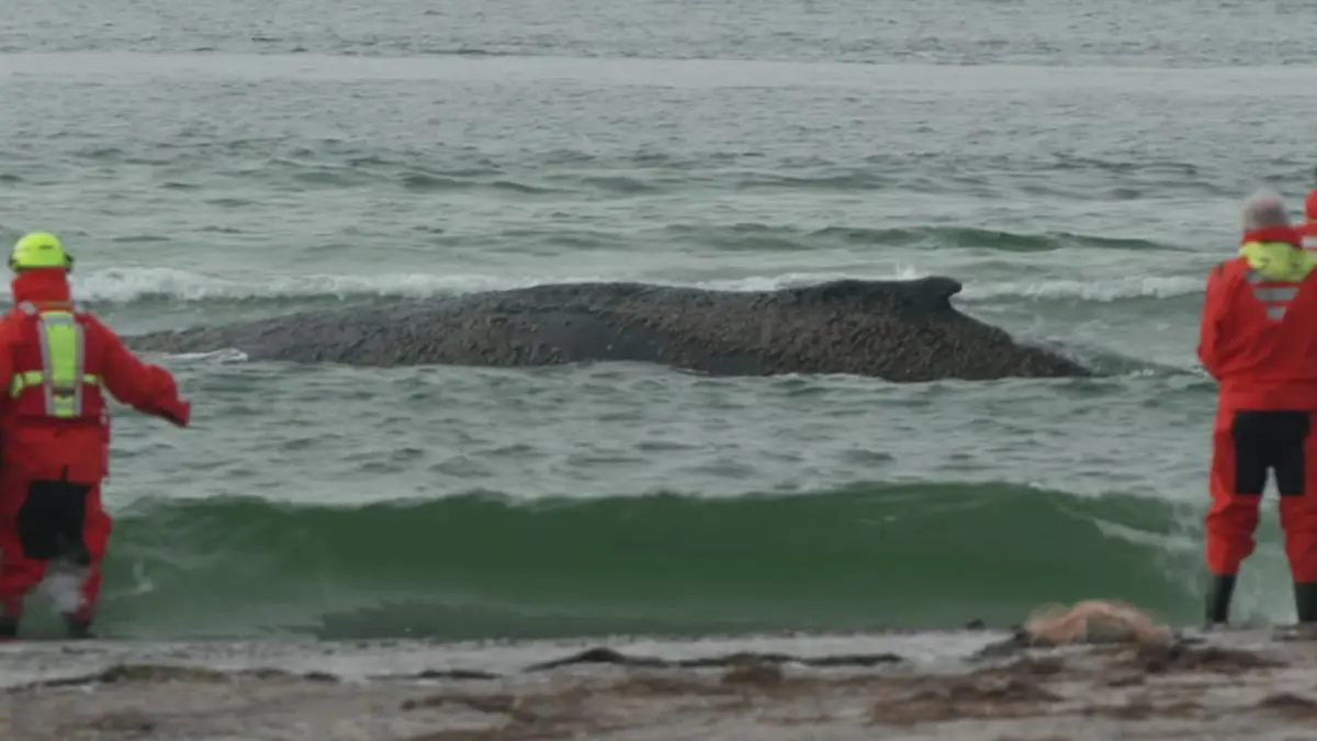 Vor Ostseeküste gestrandet! Junger Buckelwal kämpft ums Überleben Rettung am Timmendorfer Strand