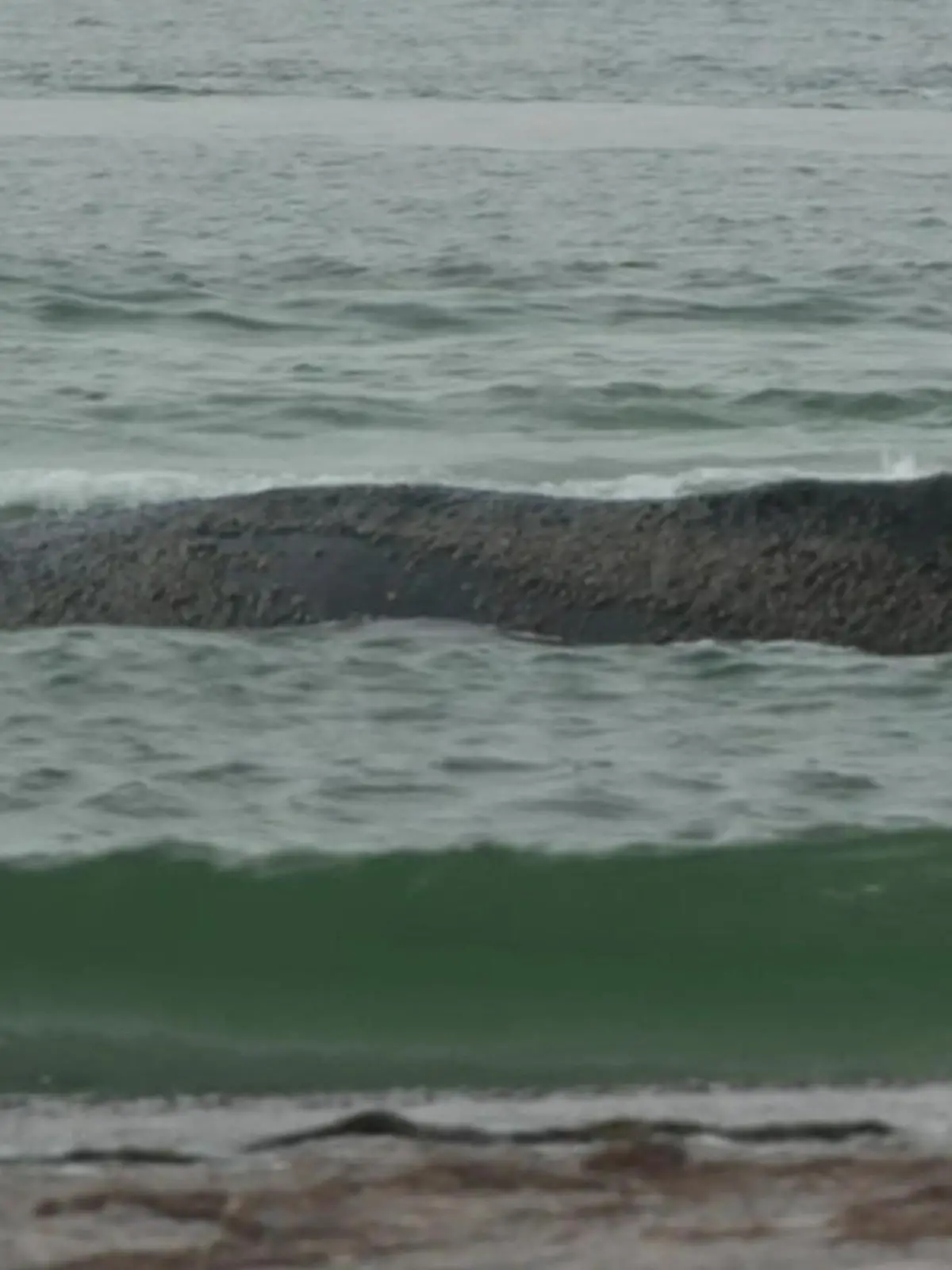 Bild zu: "Vor Ostseeküste gestrandet! Junger Buckelwal kämpft ums Überleben"