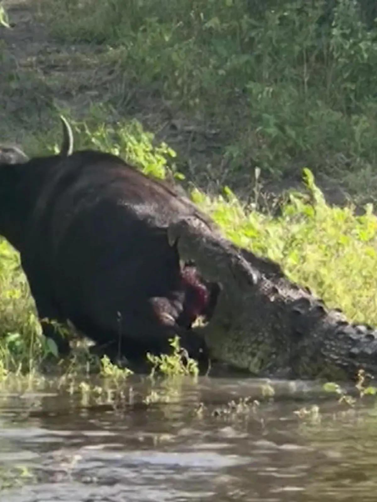 Bild zu: "Kampf mit Krokodil! Urlauber wetten auf seinen Tod – doch Büffel gibt nicht auf"